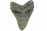 Fossil Megalodon Tooth - South Carolina #185218-1